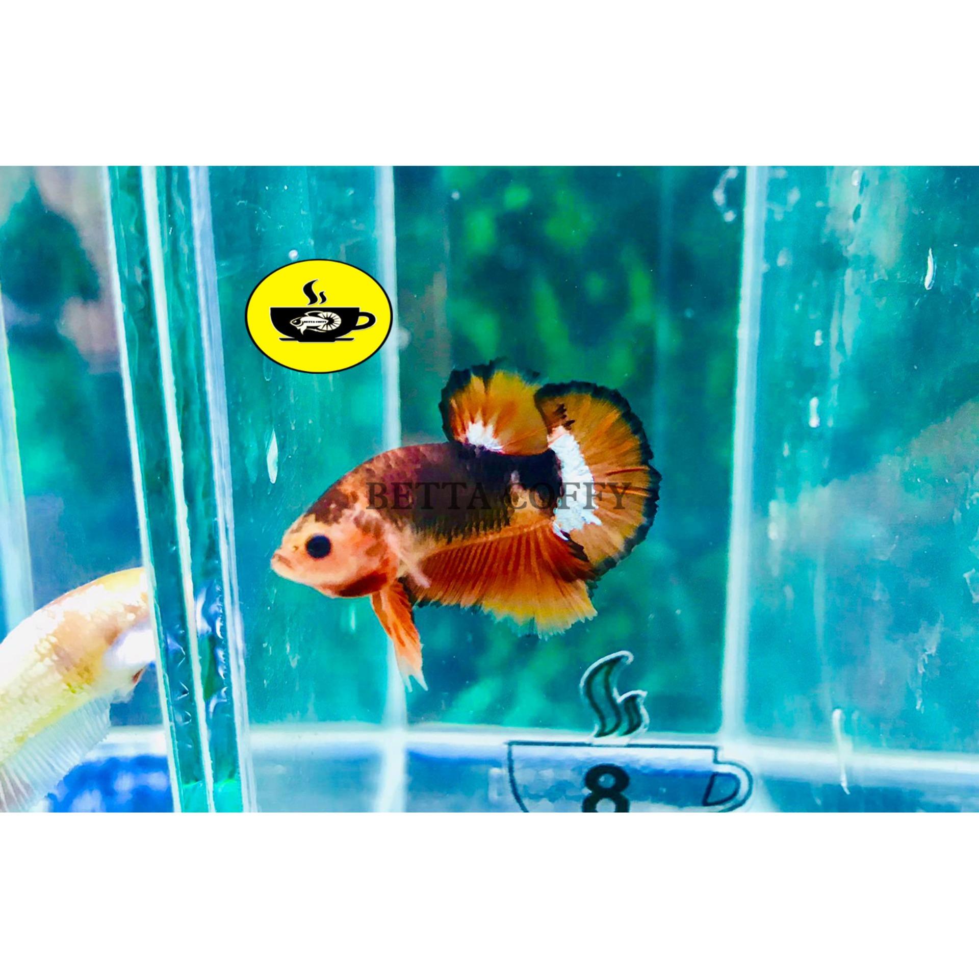 Dung dịch kiểm tra độ Ph - BETTA COFFY