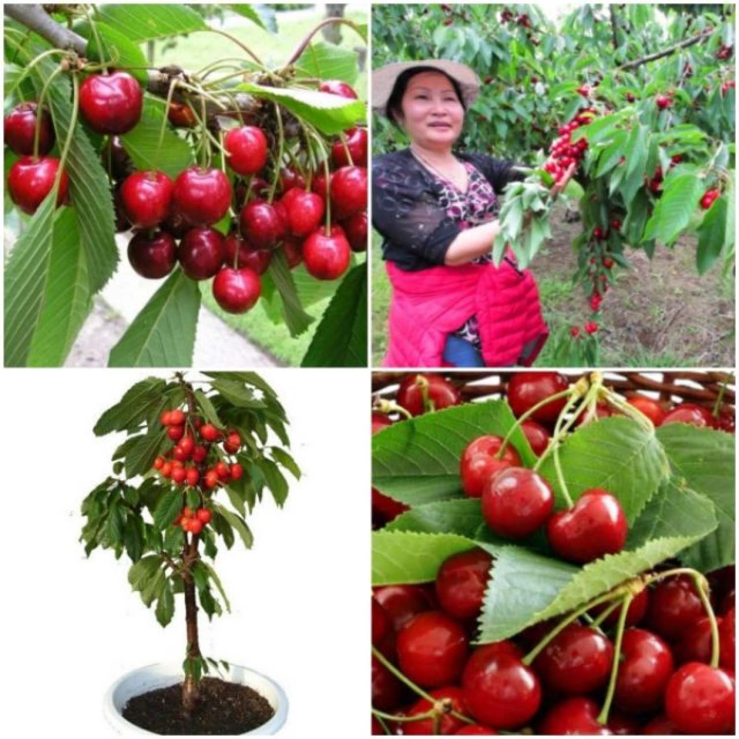 MA242B Gói 5 Hạt Giống Cherry Mỹ Cao Sản