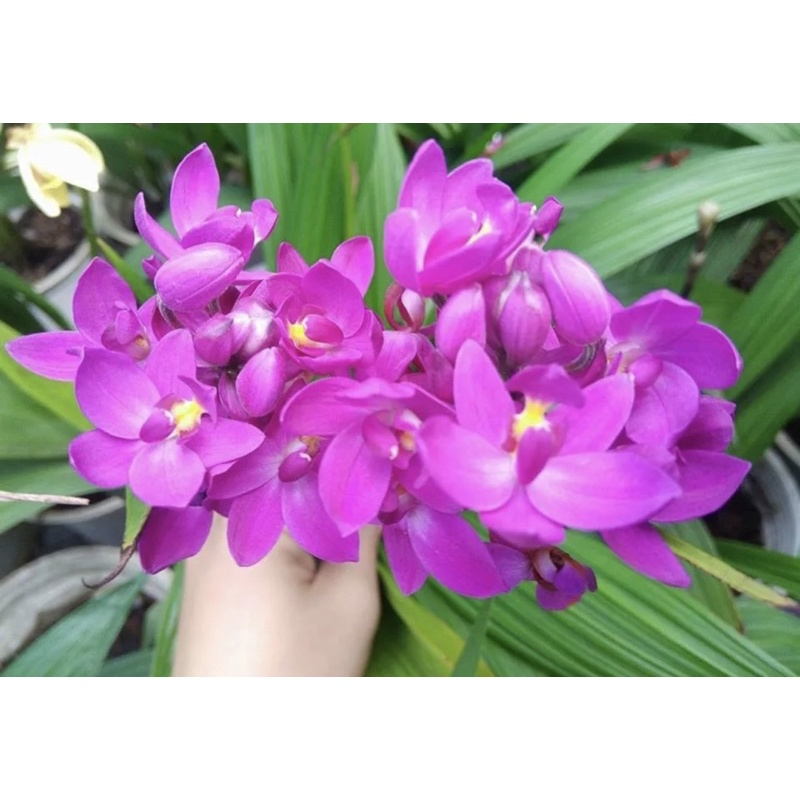 Cây lan chu đỉnh địa lan tím