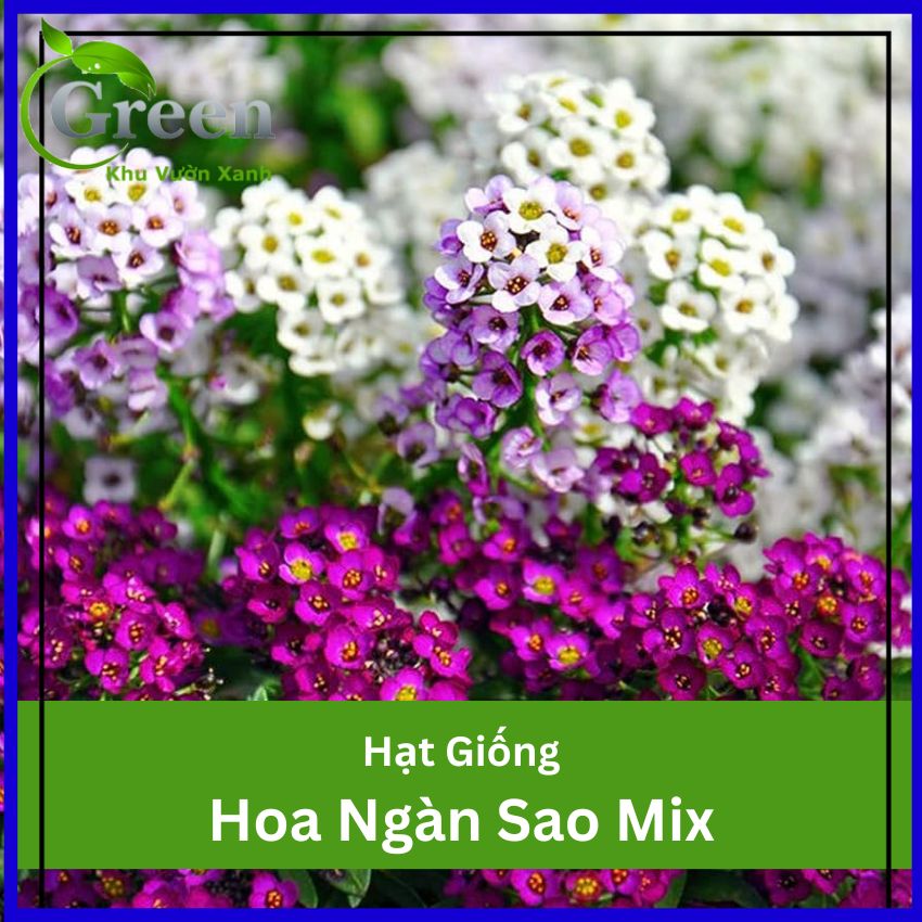 Hạt Giống Hoa Ngàn Sao Mix Nhiều Màu