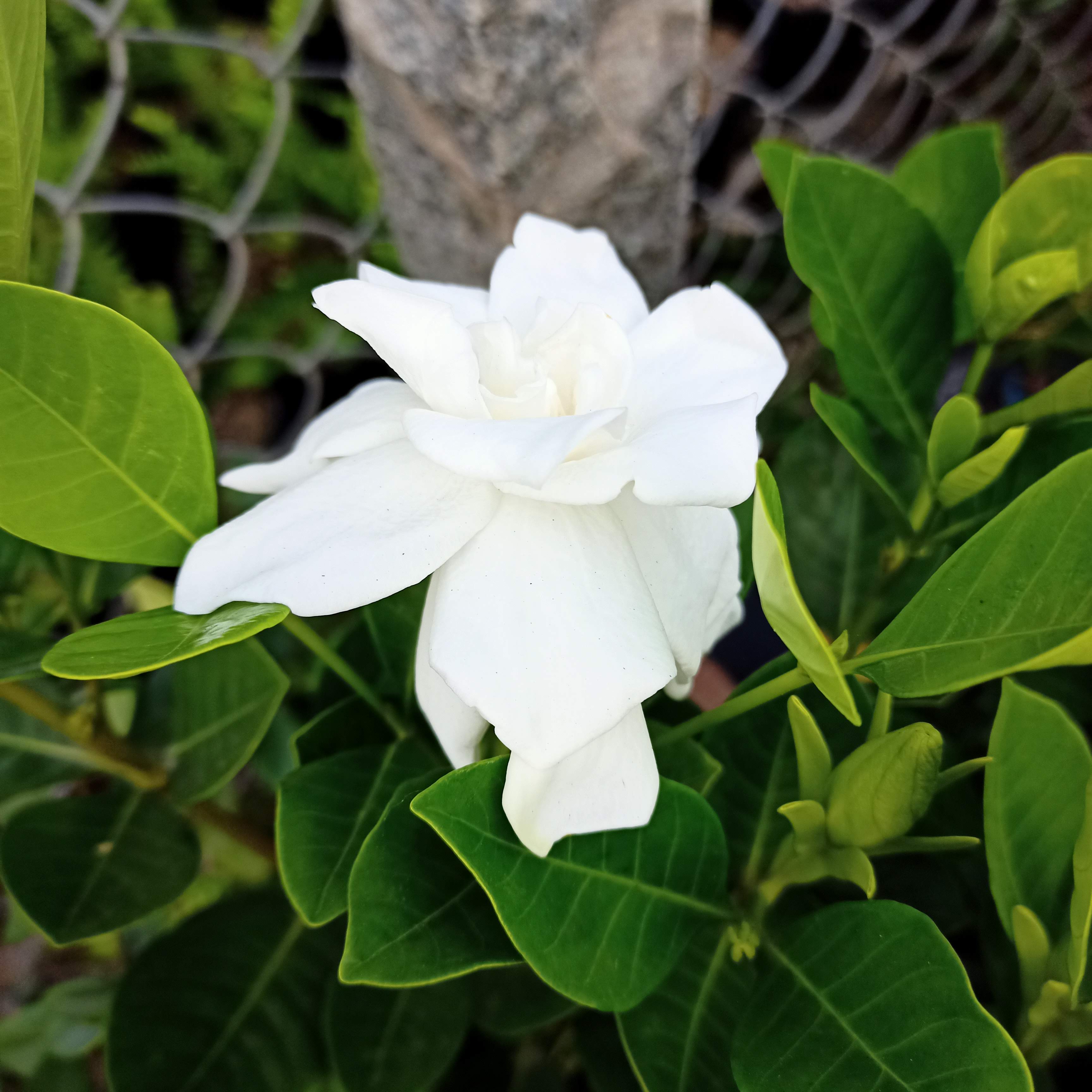 Chậu cây bạch thiên hương sẵn nụ sắp hoa hương thơm ngọt ngào, hoa trắng tinh khôi - Summer Garden