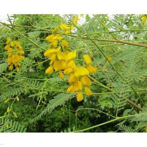 Hạt giống bông điên điển miền tây - gói 1 gram