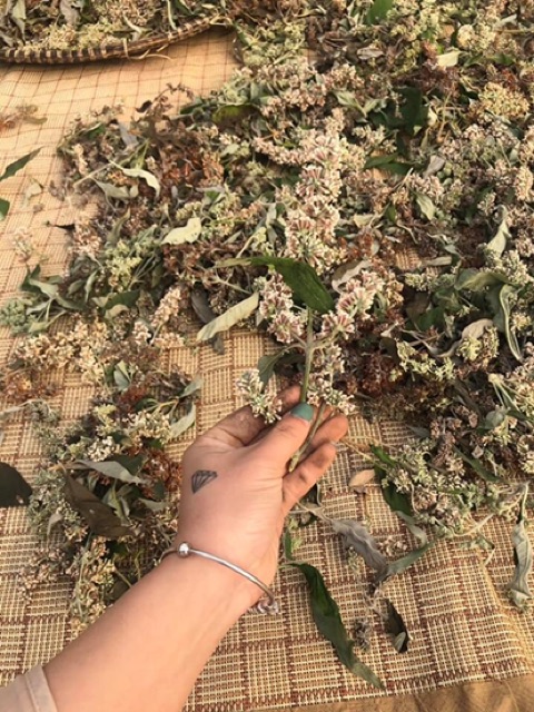 Hoa bó phón (nhuộm cơm vàng)