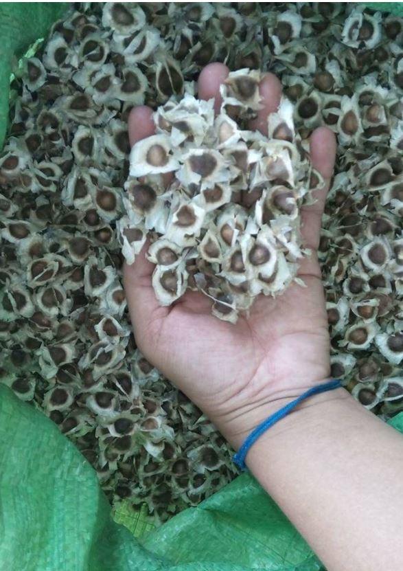 50 Hạt giống cây chùm ngây