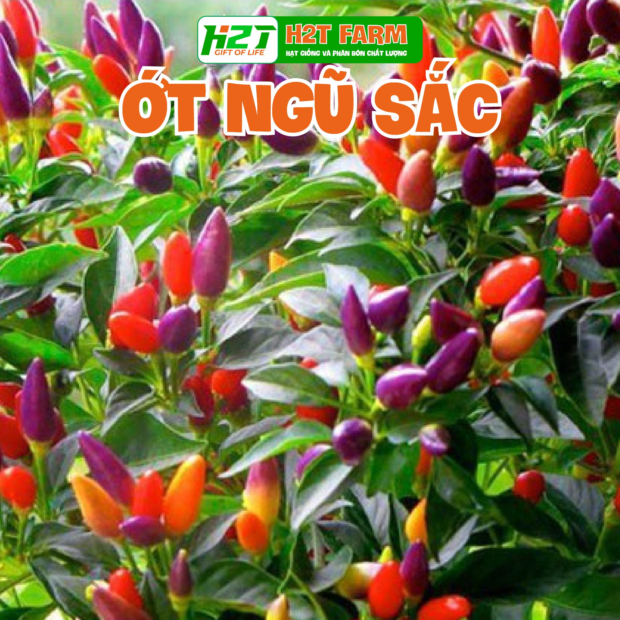 Hạt giống ớt kiểng ngũ sắc sai trái 0.1gr