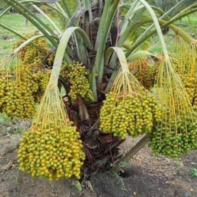 Cây giống chà là lùn siêu quả. .
