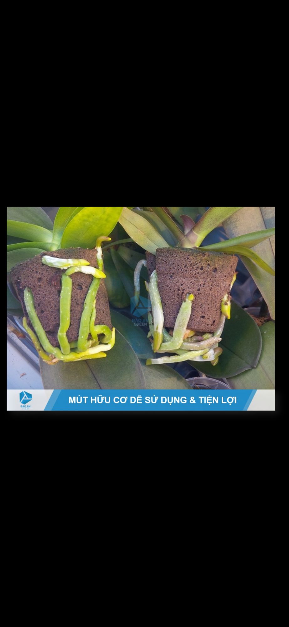 Mút Ươm Kie