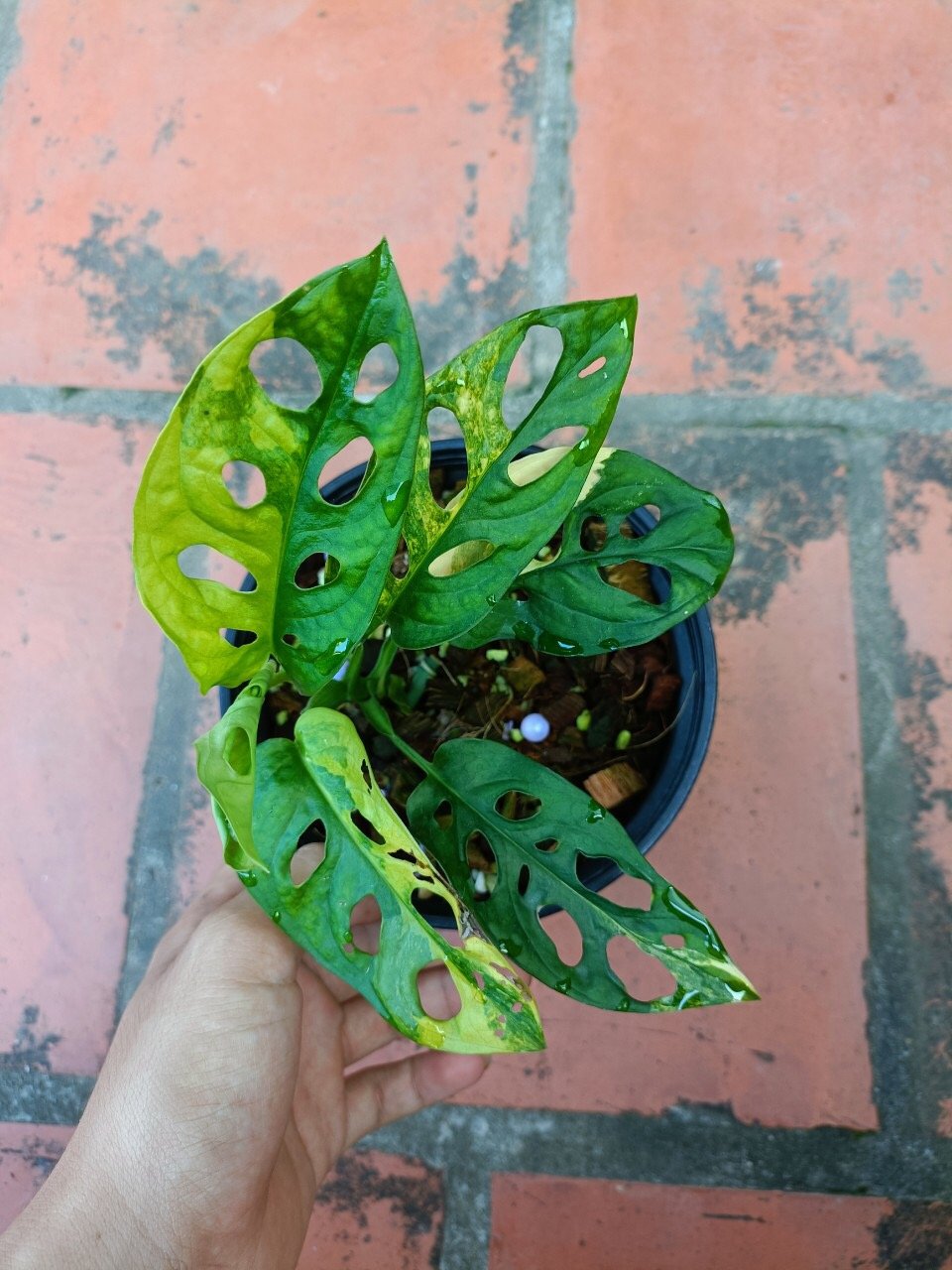 Trầu bà lỗ var (Adansonii Aurea) - Hàng đẹp như hình