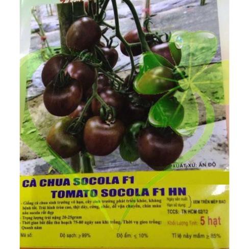 Hạt giống cà chua socola F1 - gói 5 hạt