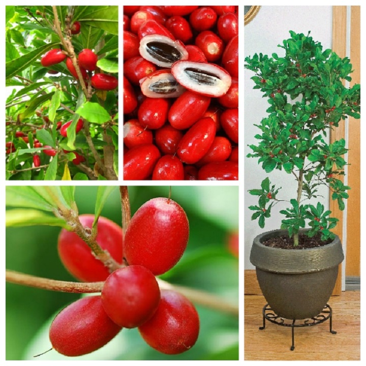 chậu CÂY quả THẦN KỲ đỏ