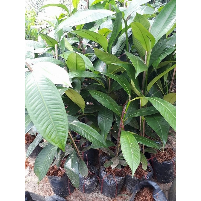 cây Măng cụt Thái(cây hạt)