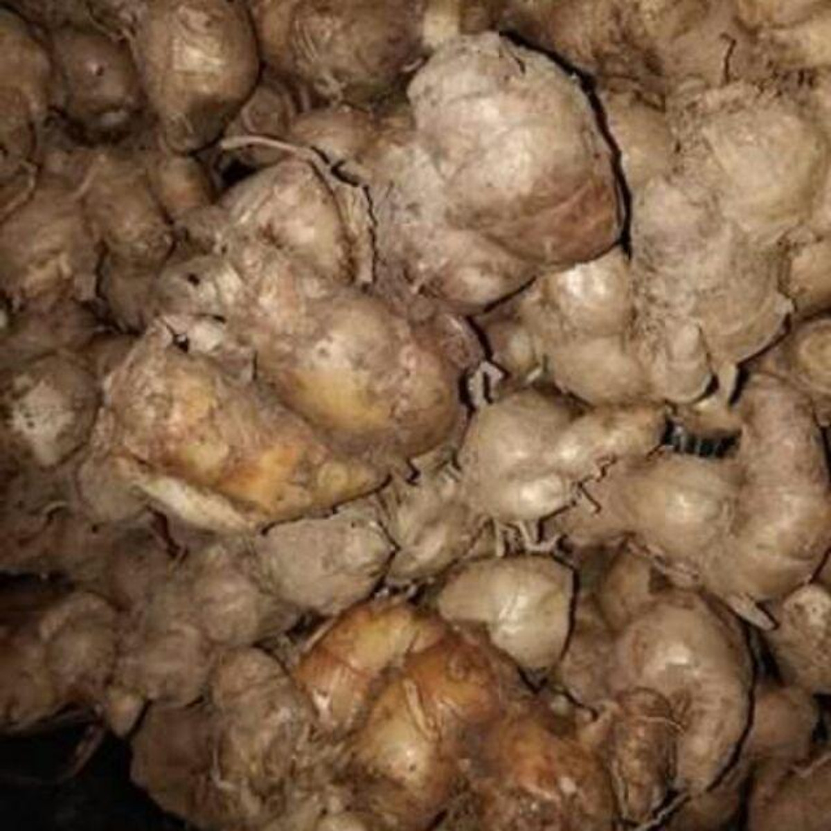 Củ Địa Liền (Xá Kén) Tươi 500G lz3