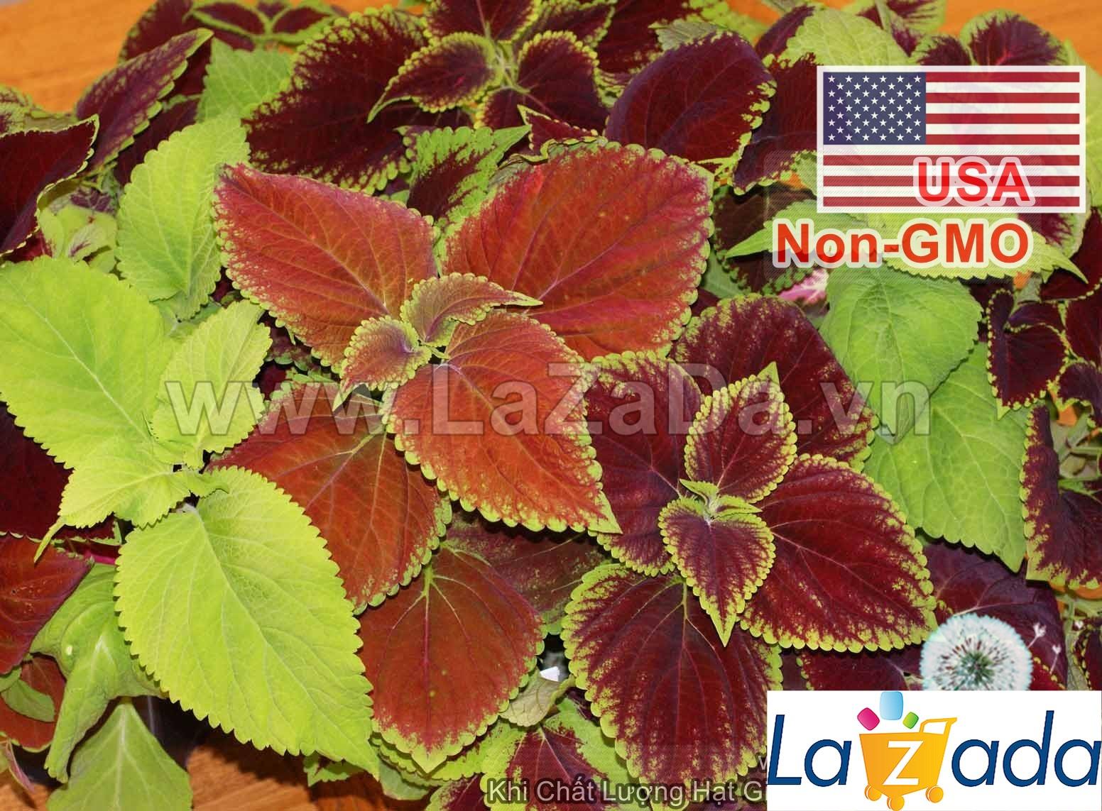 50h Hạt Giống Cây Lá Gấm Tía Tô Cảnh Mix Màu (TLB3| -KD: B21*V72*M202)