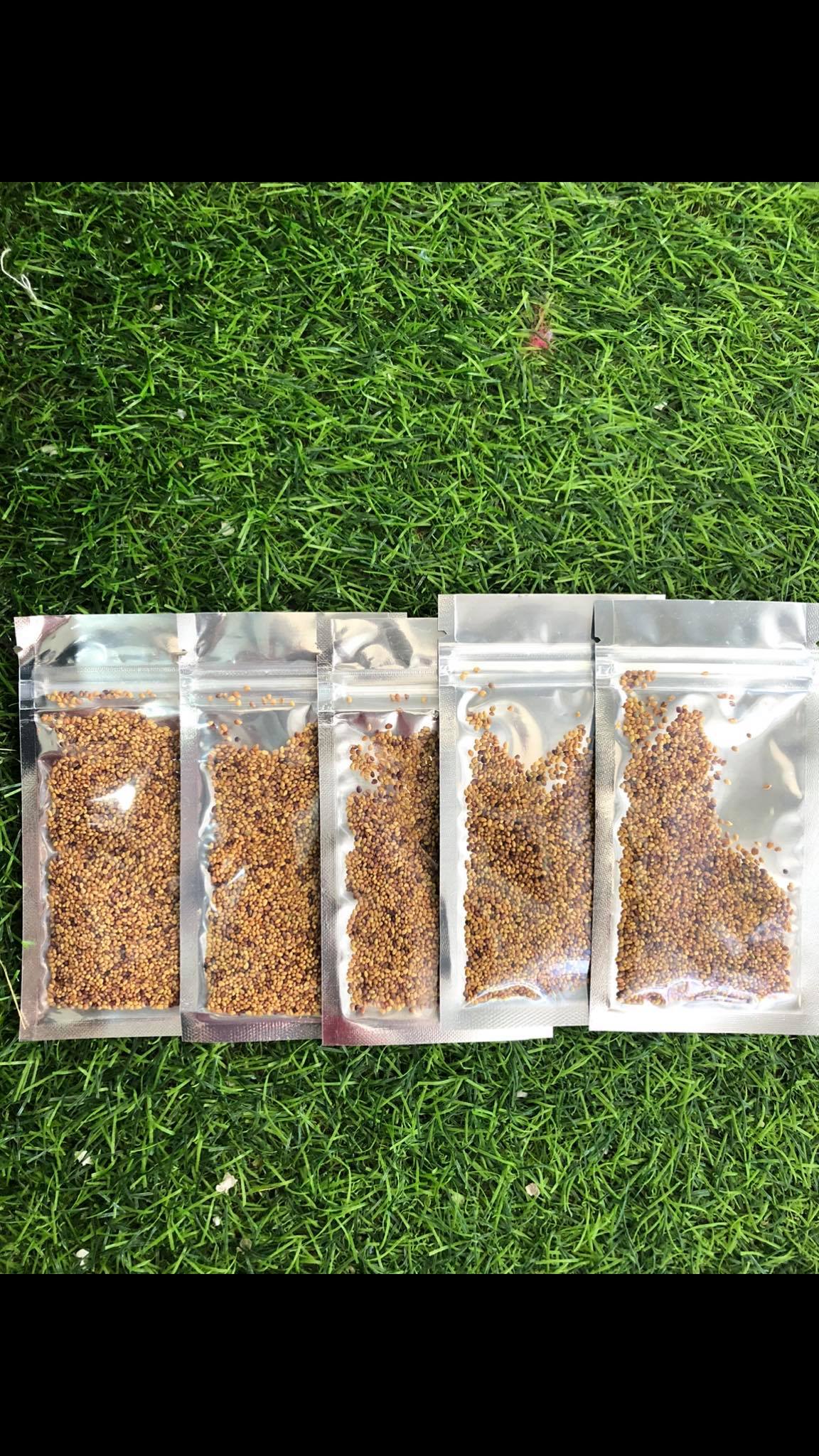 [HCM]Hạt giống thủy sinh Cỏ ba lá - Cỏ may mắn