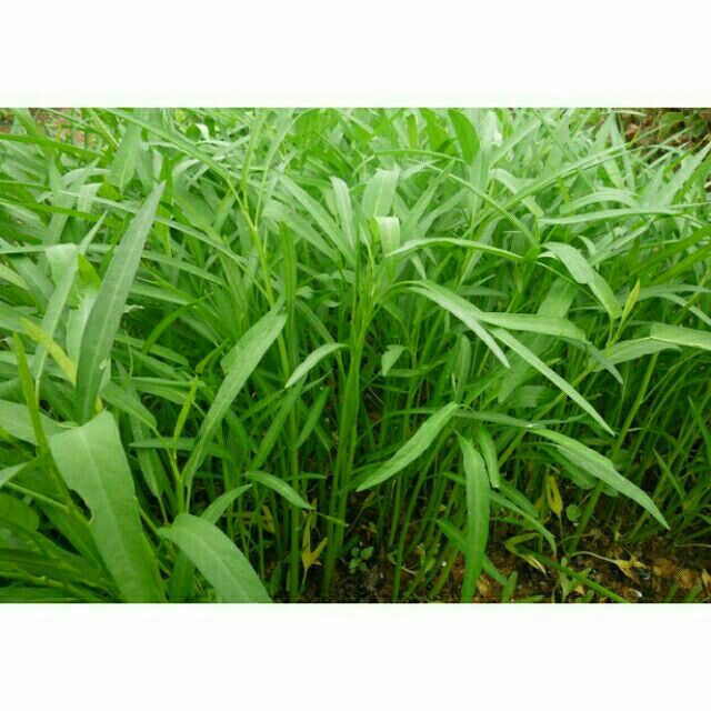 Hạt giống rau muống khô lá tre