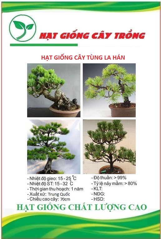 Hạt giống cây tùng la hán ct366 - gói 10 hạt