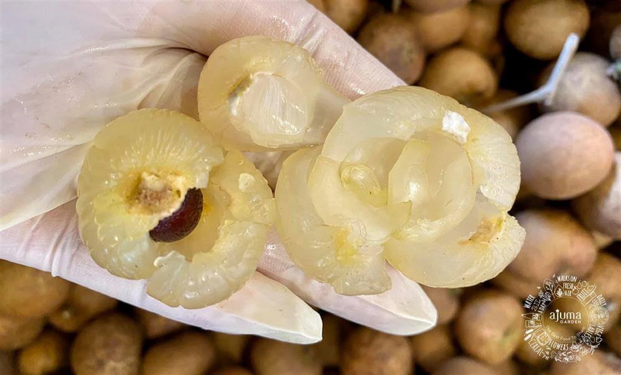 Cây giống Thanh Nhãn siêu trái. ( siêu sớm ].
