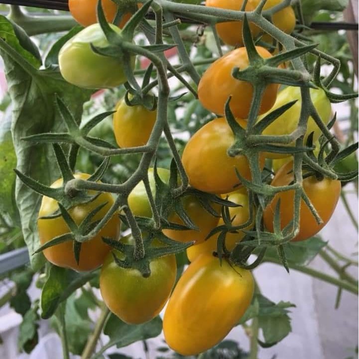 Hạt giống Cà Chua Trái Cây Nova