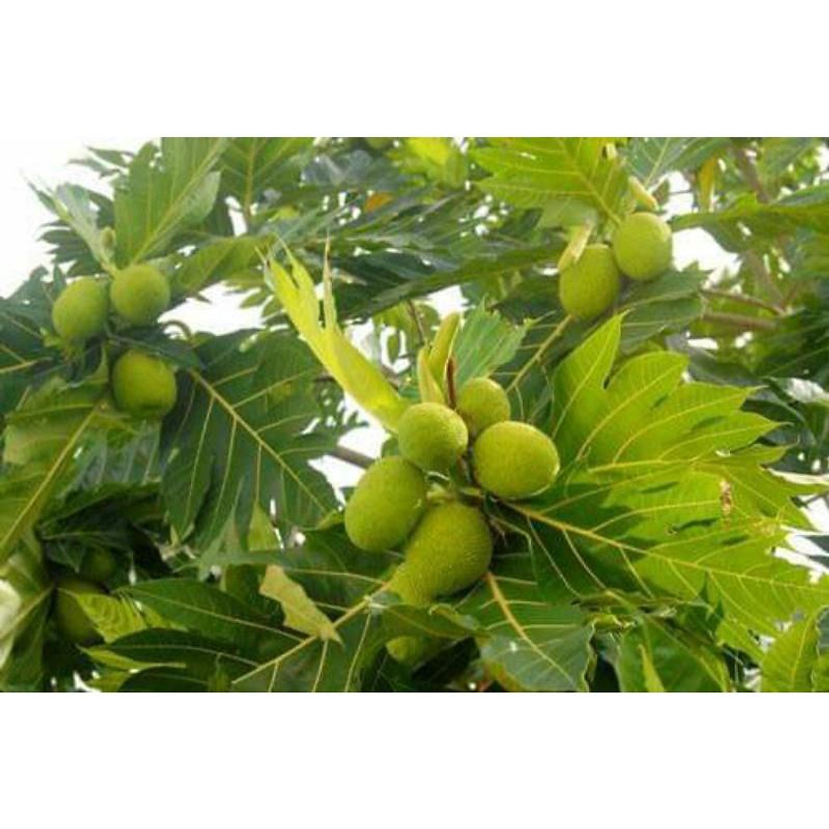 Xả hàng tại vườn----- cây giống sake