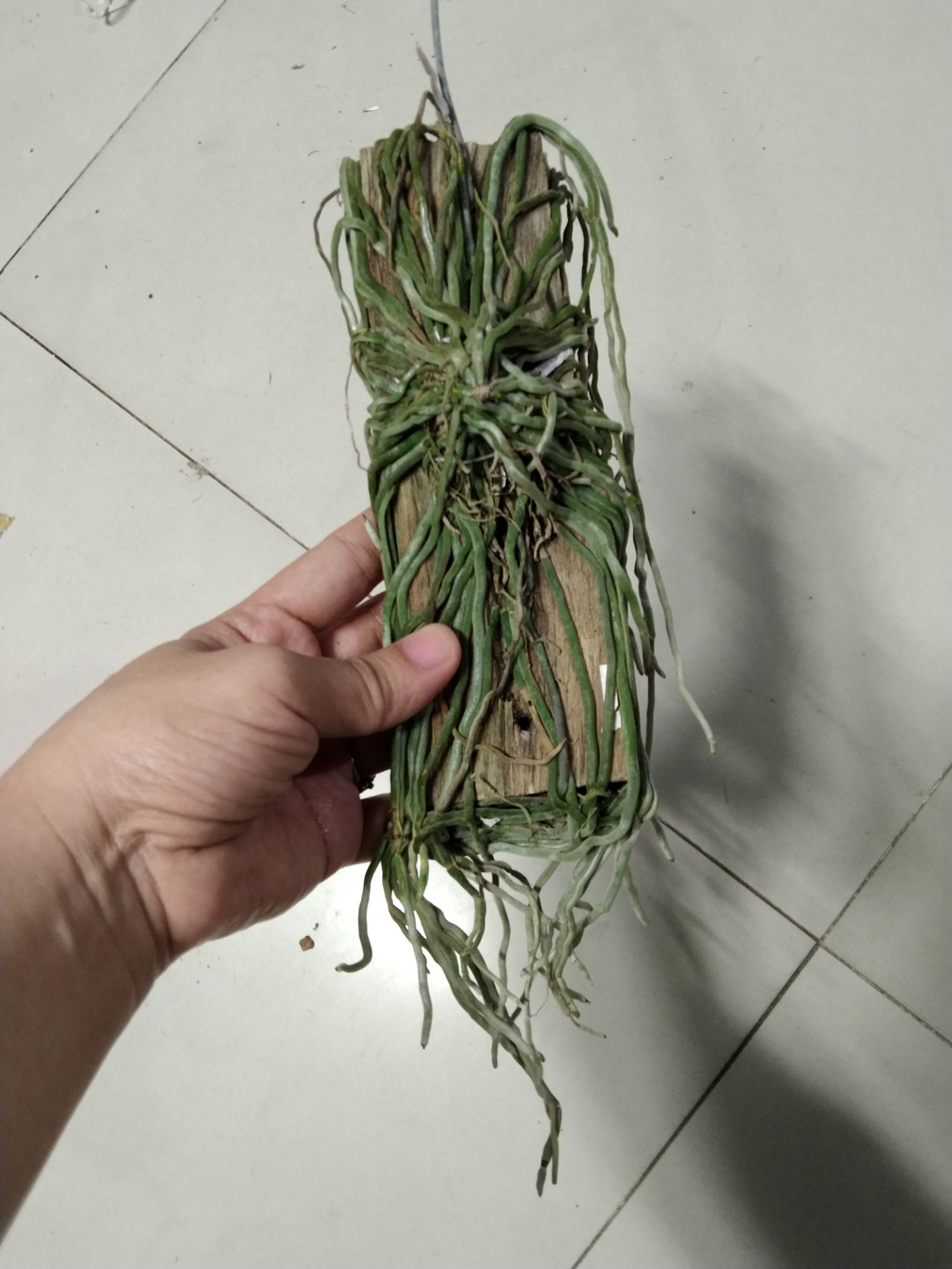 Lan căn diệp Thái ghép gỗ