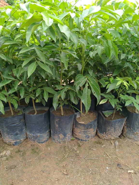 2 Cây mắc mật
