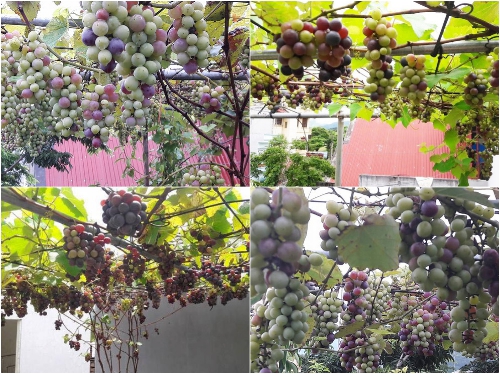 CÂY GIỐNG NHO LEO PHÁP
