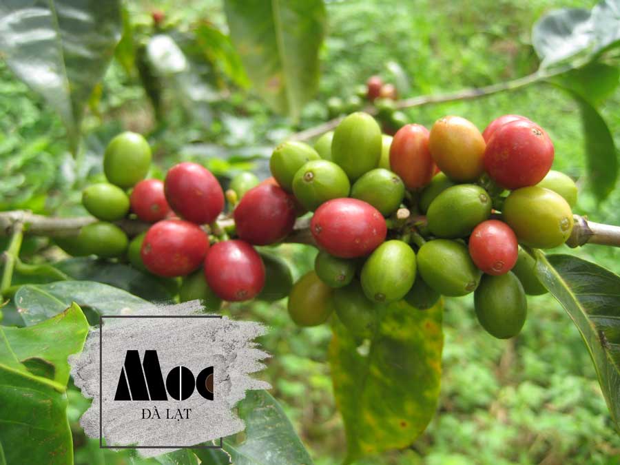 Cà phê phin giấy nguyên chất rang mộc - (Hộp 10 gói x 10g) - Cà phê Mộc Đà Lạt