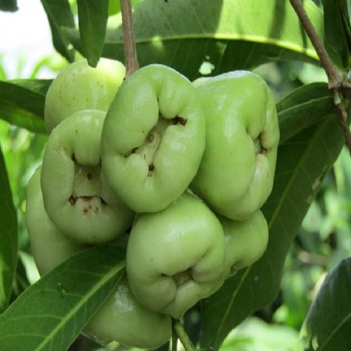 Cây giống mận xanh - C106