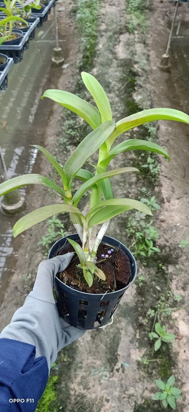 Denro nắng ngọc trai đen