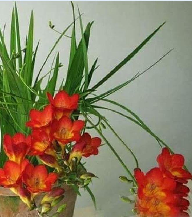 Củ hoa lan nam phi hoa màu hồng - 1 củ