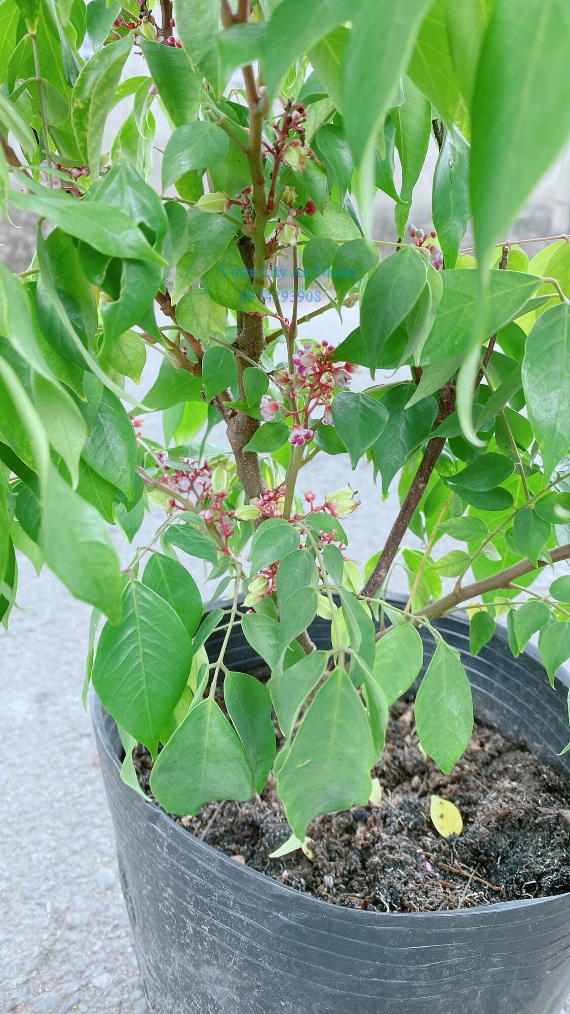 Khế Ngọt Cho Sai Trái
