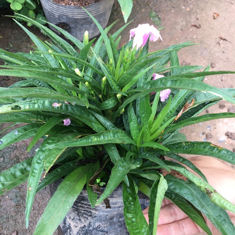 Hoa Dạ Yên Thảo Mexico (Hoa Thạch Thảo,Hoa Chiều Tím)
