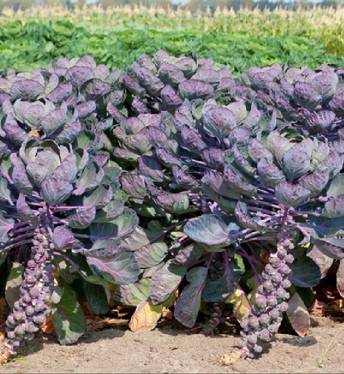 " Gói 50 "Hạt giống bắp cải tím mini ( bắp cải tí hon tím ) [Seeds]