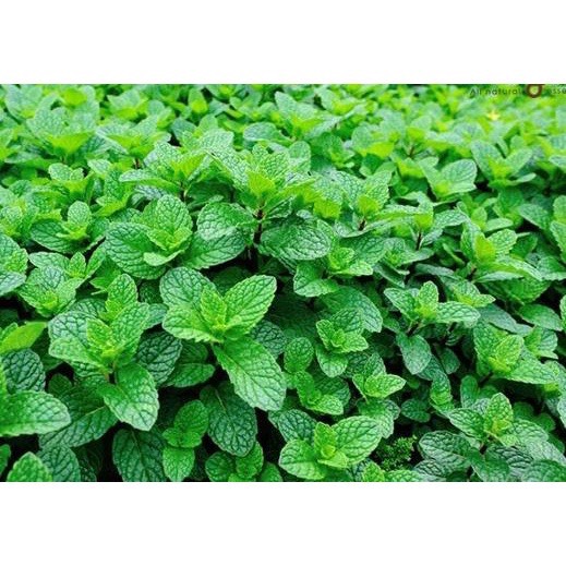 Hạt Giống Rau Bạc Hà F1 Dễ Trồng