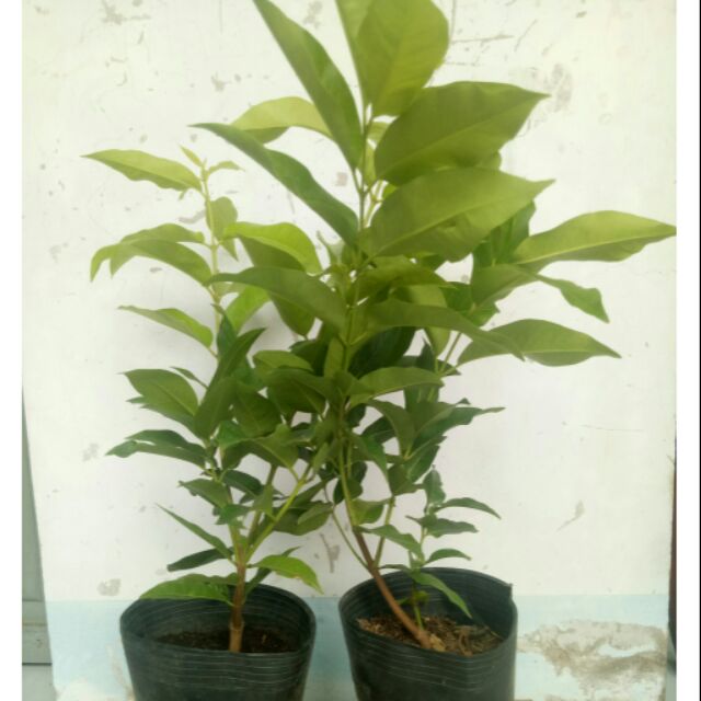 Giá Gốc - Cây Vối pha trà uống