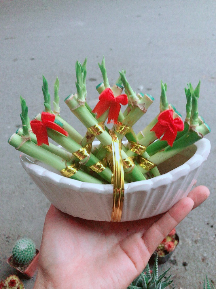 Chậu Trúc Phát Tài Thuyền May Mắn
