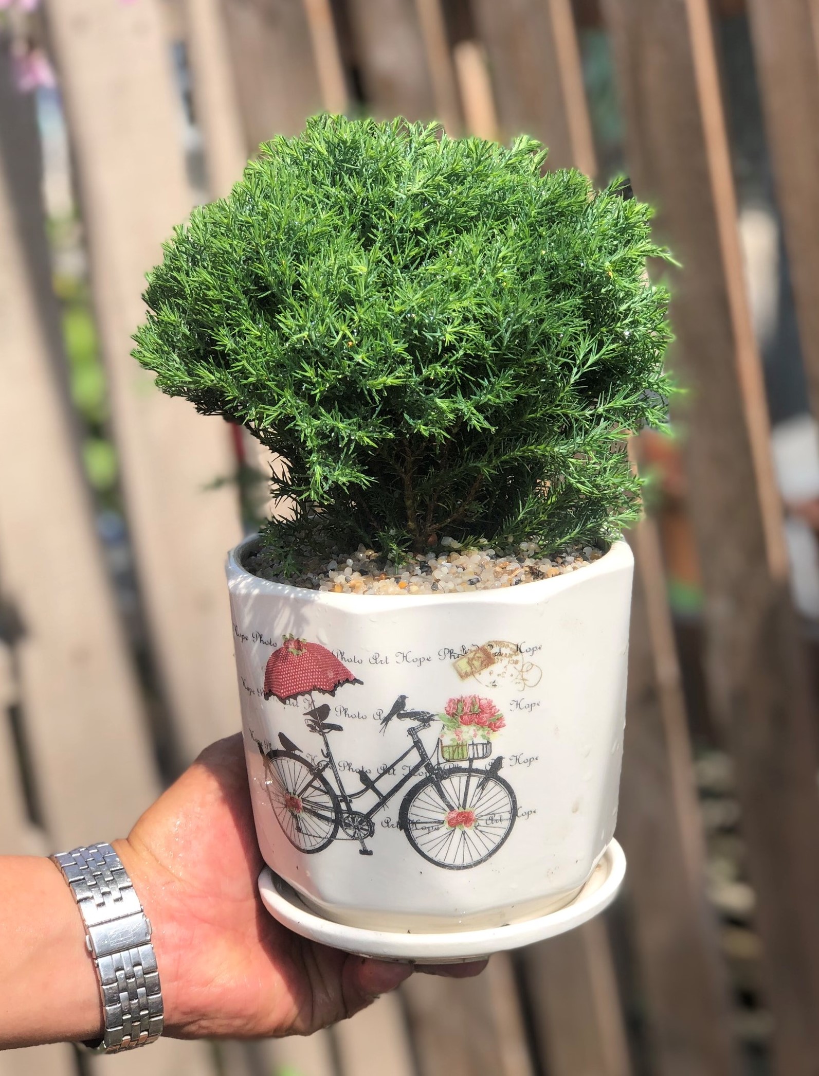 Chậu sứ Tùng Bồng Lai tán xoè