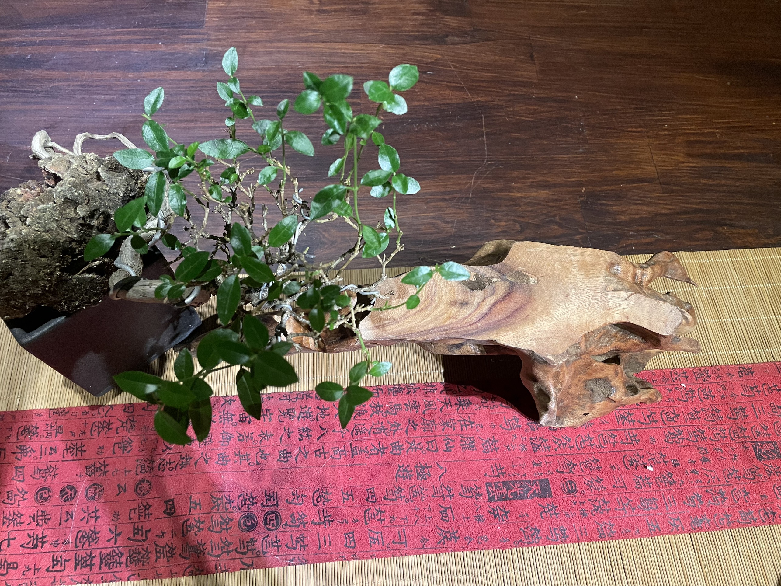 Đôn Gỗ Tự Nhiên| Kê tượng, bonsai, bàn trà