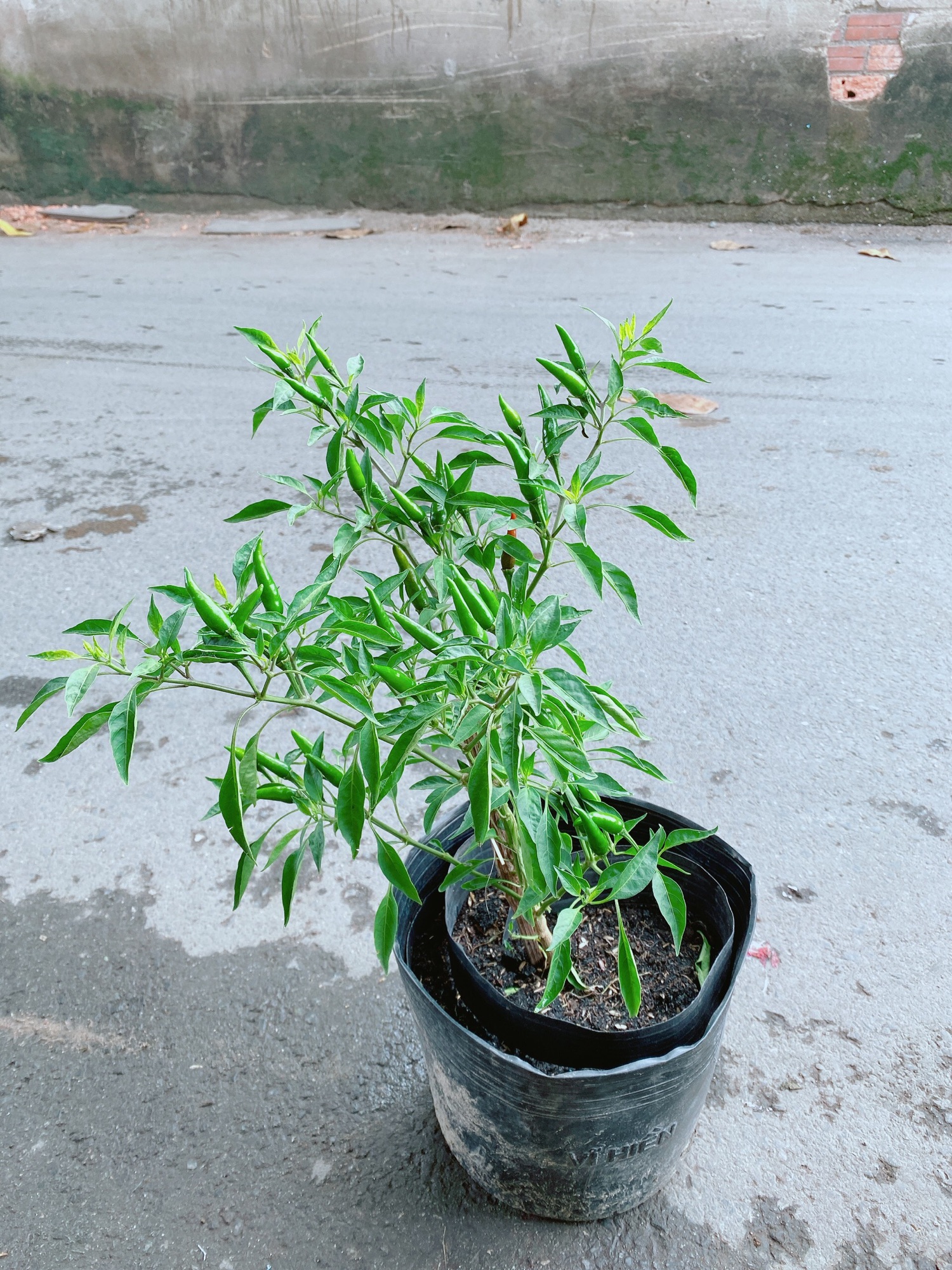 Bụi Ớt Hiểm Cho Trái To