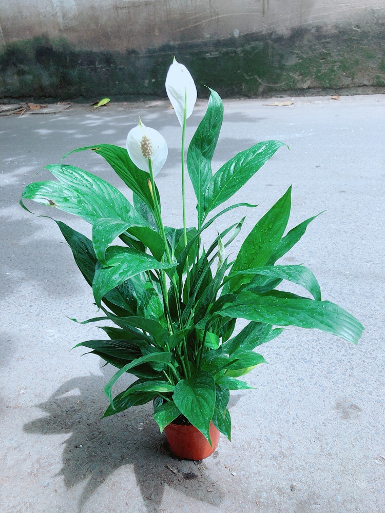 Cây Lan Ý