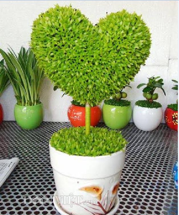 Hạt giống Cỏ may mắn - gói 100 hạt