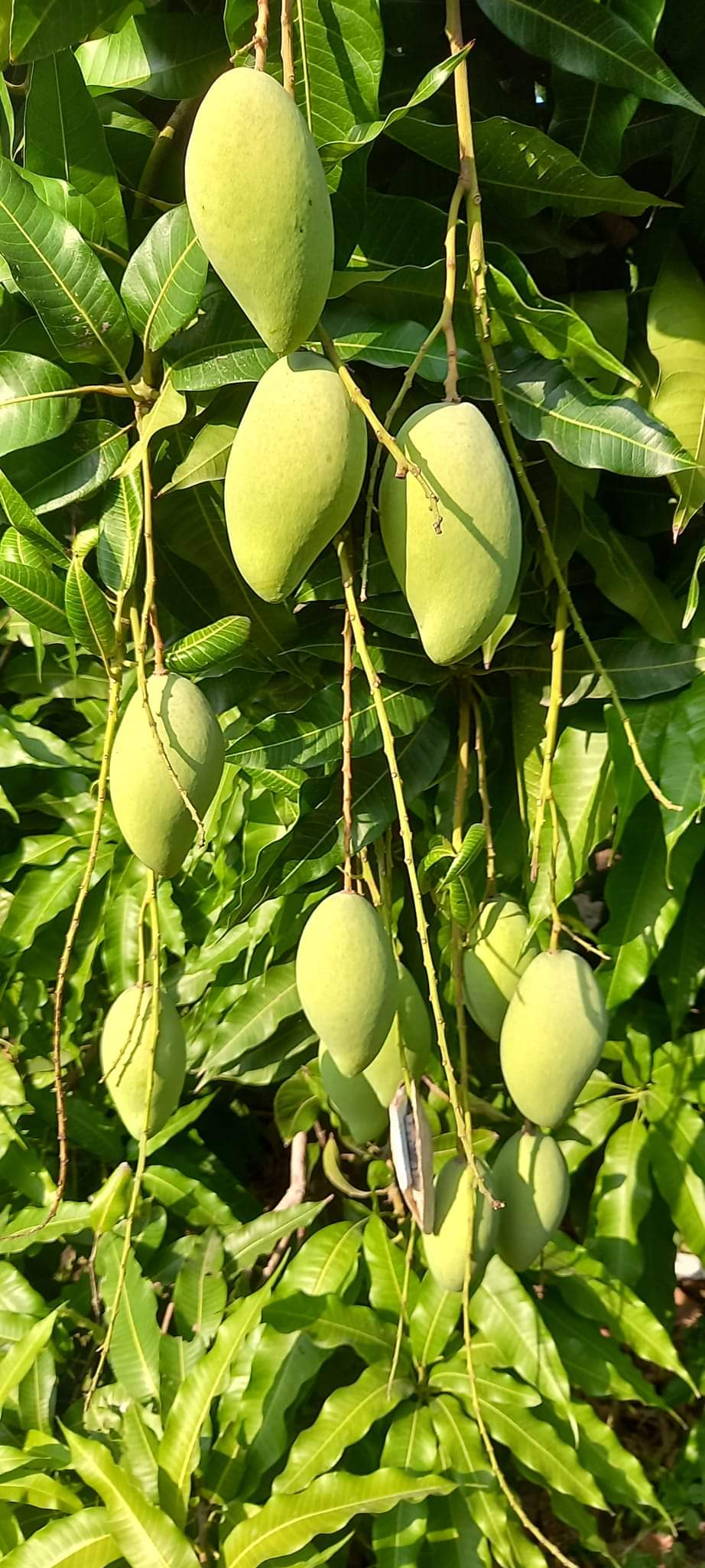 Phân Bón Lá Siêu Lân Đỏ - Chai 500 ml