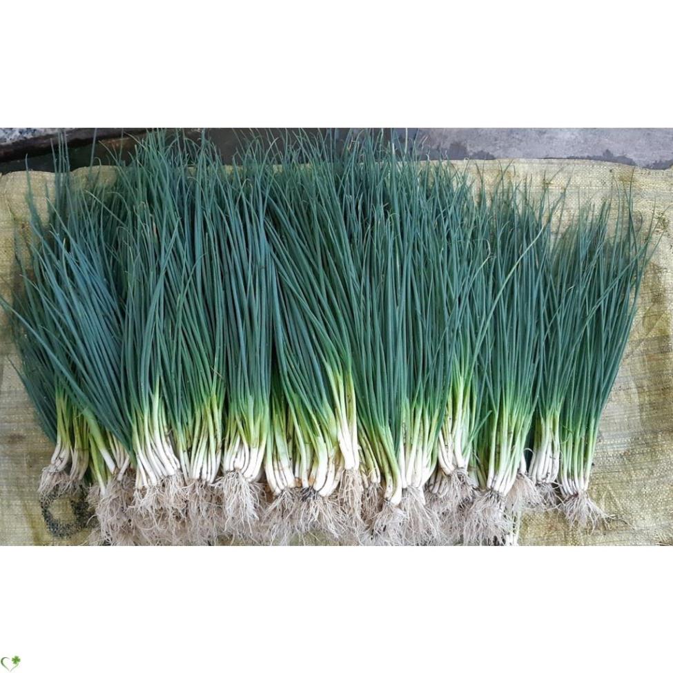 Hạt giống hành lá gốc trắng - gói 2 gram