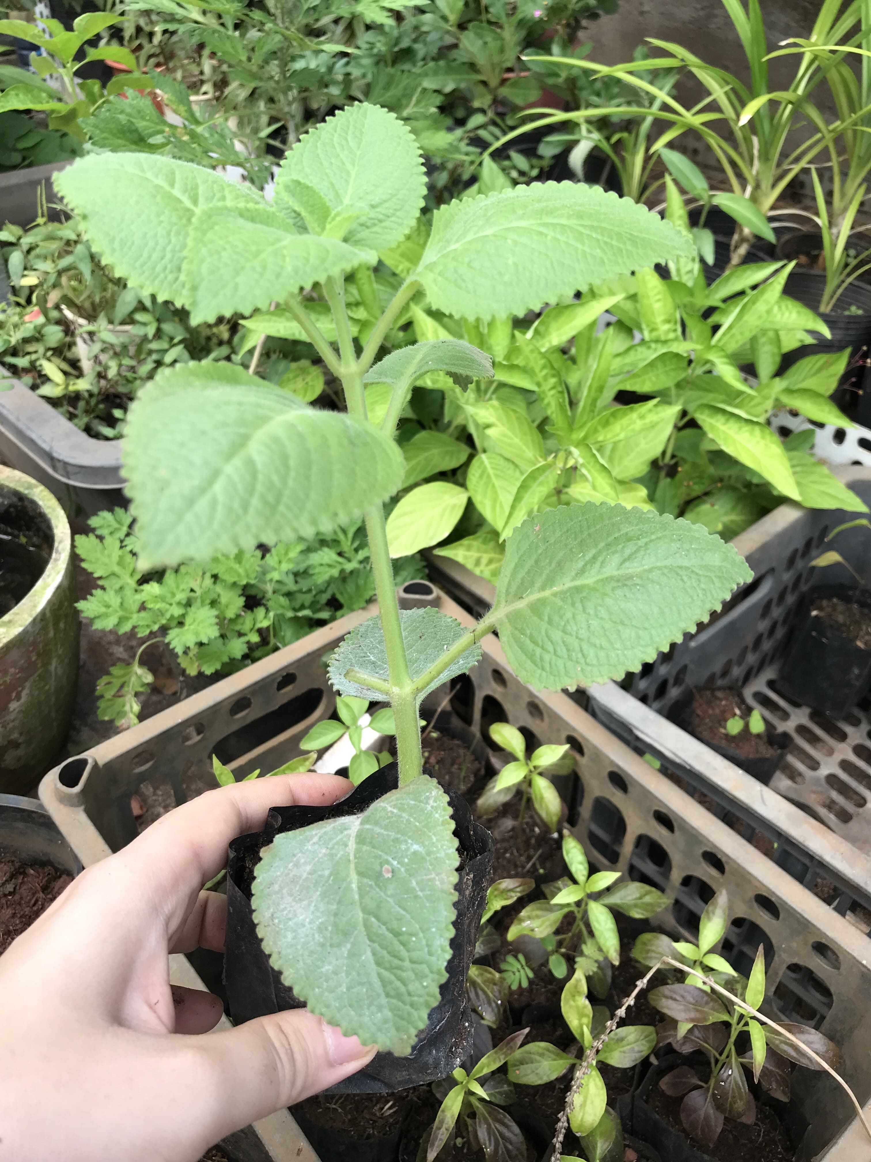 Cây tần dày lá (húng chanh)