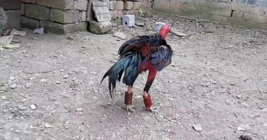 TẠ ĐEO CHÂN CHO GÀ CHIẾN