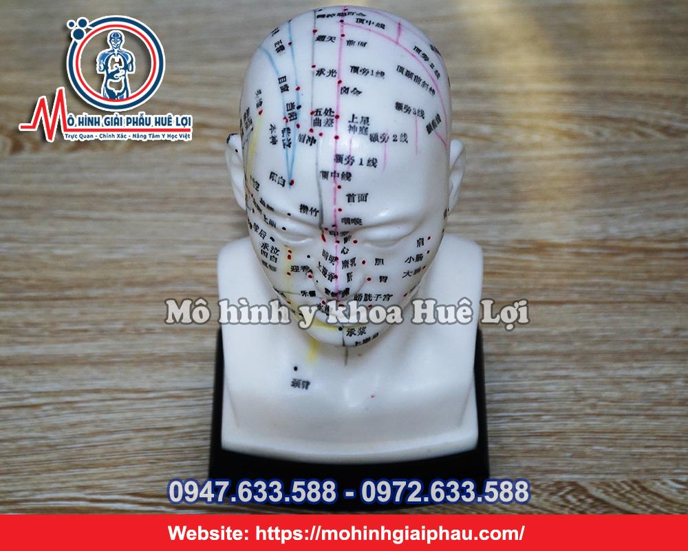 Mô Hình Huyệt Vị Vùng Đầu