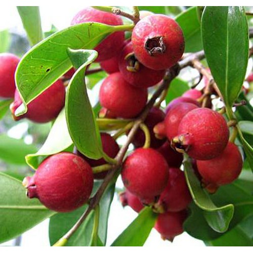 Cây giống ổi sim nhật bản,Cây giống ổi sim nhật bản, cây có trái màu đỏ trồng làm cảnh, lấy trái, cây trang trí sân vườn rất dễ trồng - CGCOSĐT