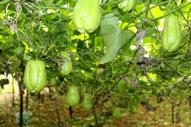 2 quả su su giống