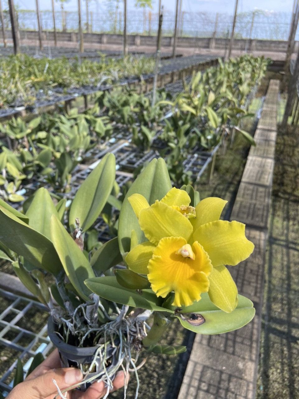LAN CATTLEYA CÂY GIỐNG NHIỀU MÀU