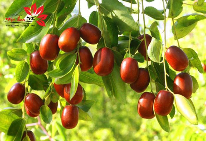 [HCM]TRÀ TÁO ĐỎ/HỒNG TÁO (1000gr/túi)